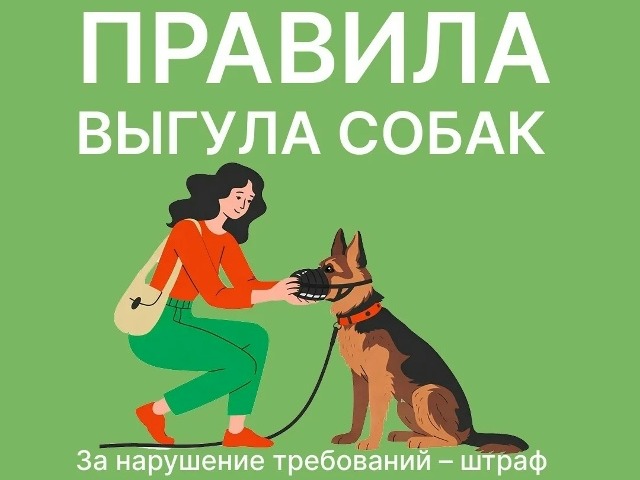 Правила выгула собак: что нужно знать каждому владельцу.